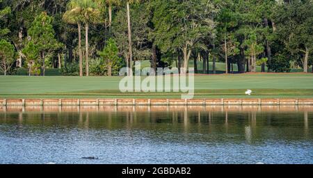 Alligator und Silberreiher am TPC Sawgrass Stadium Course, der bei internationalen Golfern und der Tierwelt Floridas beliebt ist, in Ponte Vedra Beach, Florida. Stockfoto