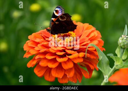 Inachis io Aglais io Pfau Schmetterling auf Orange Zinnia Blume Stockfoto