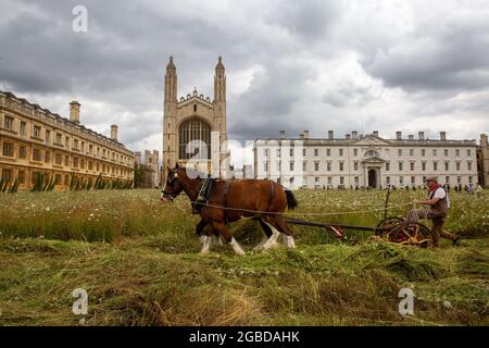 Das Bild vom 2. August zeigt Shire-Pferde, die am Montag die Wildblumenwiese im King’s College Cambridge ernten. Die herrliche Wildblumenwiese am King’s College in Cambridge wurde heute traditionell (Mon) geerntet – mit Hilfe von zwei Shire-Pferden. Es sah aus wie eine Szene aus einem Gemälde von John Constable heute Morgen, als die beiden schweren Pferde halfen, die neue Wiese zu schneiden, die vor kurzem den berühmten, ordentlich gepflegten Rasen der Hochschule ersetzte. Später in der Woche werden die Pferde das Heu auf einem traditionellen Wachmann wenden und karren, wobei die Ballen verwendet werden, um mehr Wildblumenwiesen über das zu schaffen Stockfoto