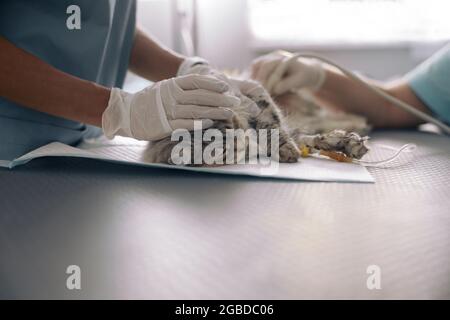 Die Krankenschwester beruhigt die graue Katze, während der Arzt Ultraschalluntersuchungen in der Tierarztklinik durchführt Stockfoto