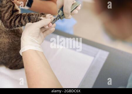 Professioneller Tierarzt mit weißen Handschuhen schneidet im Krankenhausbüro Katzenkrallen mit dem Haarschneider Stockfoto