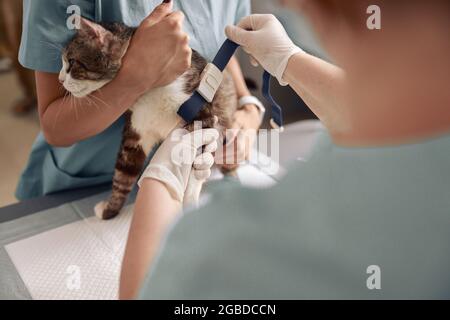 Tierarzt in Handschuhen trägt in der Klinik Abdotniquet auf die tabby Katzenpfote auf Stockfoto