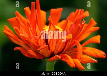 Orange Zinnia elegans Blume Zinnia Kaktussorte Stockfoto