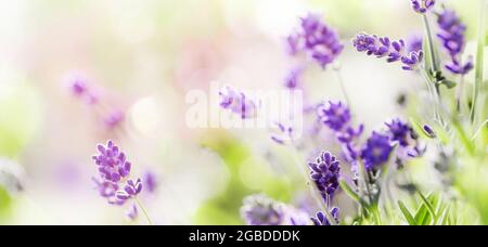 Blühende Lavendel Blumen Hintergrund . Lavendelfeld bei Sonnenlicht beleuchtet. Sommerbanner, Hintergrund. Stockfoto