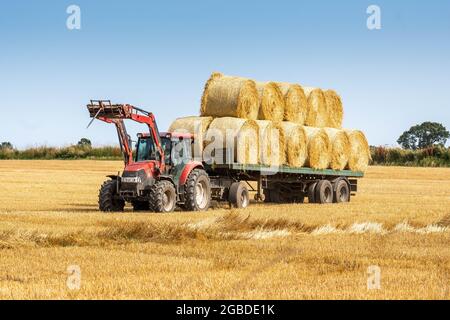 Norfolk Bauer in seinem Traktor mit Anhänger voll von runden Strohballen für Winterfutter Stockfoto