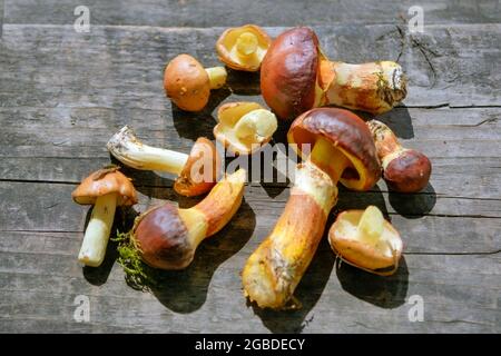 Wald essbare Pilze aus nächster Nähe. Frisch gepflückte Boletus auf Holzhintergrund.Zerklauser subtomentosus auf Holzhintergrund, rustikaler Tisch. Stockfoto
