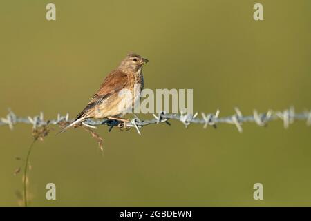 Weibliche Common Linnet- Linaria cannabina verharscht auf Stacheldraht-Fütterung. Stockfoto