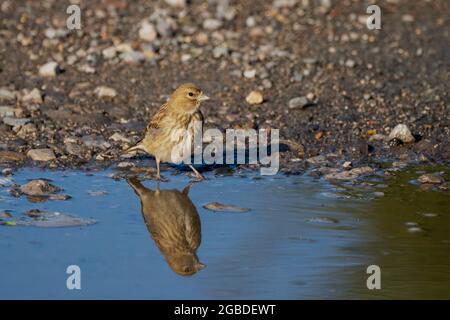 Weibliches geläufliches Linnet- Linaria cannabina Stockfoto