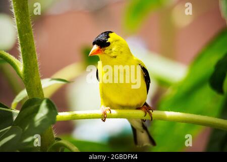 Ein amerikanischer Goldfink steht auf einem Sonnenblumenzweig in einem Hinterhofgarten. Stockfoto