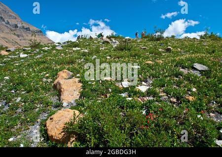 Wildblumen am Hang oberhalb des Upper Grinnell Lake, Wanderer oben, Many Glacier, Glacier National Park, Montana Stockfoto