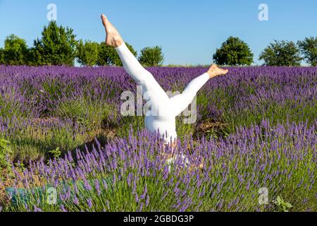 Frau in einem weißen Trikot, die Yoga-Aufwärmübungen in einem blühenden Lavendelfeld macht. Auf dem Boden liegend trainiert sie ihre Beine, indem sie sie im ai hebt Stockfoto