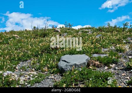 Wildblumen am Hang oberhalb des Upper Grinnell Lake, Wanderer oben, Many Glacier, Glacier National Park, Montana Stockfoto