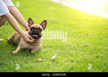 Nette französische Bulldogge, die auf grünem Gras liegt und mit ihrem Besitzer spielt Stockfoto