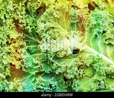 Grüner, natürlicher Hintergrund von gewaschenen Grünkohlblättern mit Wassertropfen und warmen und kalten Farbabstufungen. Sommerfarben, umweltfreundlich, vegan fo Stockfoto