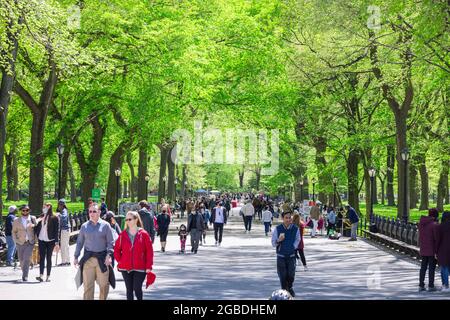Inmitten der Pandemie von COVID-19 NYC laufen die Menschen in der Mall of Central Park zwischen Reihen von frischen grünen Bäumen hindurch. Stockfoto