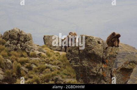 Gruppenporträt des Gelada-Affen (Thermopithecus gelada), der auf dem Berg Simien Mountains, Äthiopien, sitzt. Stockfoto