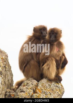 Nahaufnahme Porträt zweier Gelada-Affen (Thermopithecus gelada), die auf einem Berg sitzen und Simien Mountains, Äthiopien, kuscheln. Stockfoto