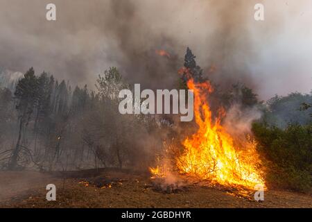 Heugabel, USA. August 2021. Ein Baum entzündet sich am 1. August 2021 während des McFarland Wildfire in der Nähe von hayfork, CA. (Foto von Daniel Brown/Sipa USA). (Foto: Daniel Brown/Sipa USA) Quelle: SIPA USA/Alamy Live News Stockfoto