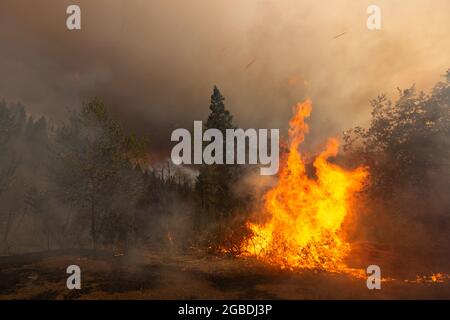 Heugabel, USA. August 2021. Ein Baum entzündet sich am 1. August 2021 während des McFarland Wildfire in der Nähe von hayfork, CA. (Foto: Daniel Brown/Sipa USA) Quelle: SIPA USA/Alamy Live News Stockfoto