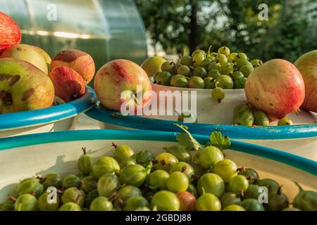 Stillleben, Äpfel und Stachelbeeren sind auf den Tellern. Das Foto wurde in Tscheljabinsk, Russland, aufgenommen. Stockfoto