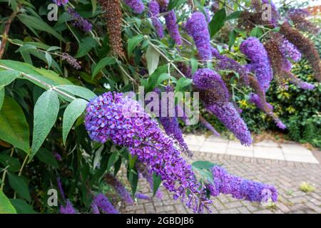 Nahaufnahme von violetten Blüten auf einem Buddleia-Busch Stockfoto