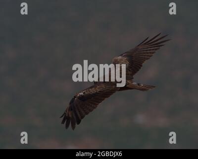 Nahaufnahme Porträt des Tawny Eagle (Aquila rapax) fliegenden Flügeln in Aksum, Äthiopien. Stockfoto