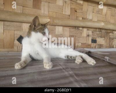 Eine Katze, die sich auf dem Tisch entspannt. Stockfoto