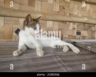 Eine Katze, die sich auf dem Tisch entspannt. Stockfoto