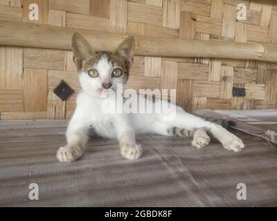 Eine Katze, die sich auf dem Tisch entspannt. Stockfoto