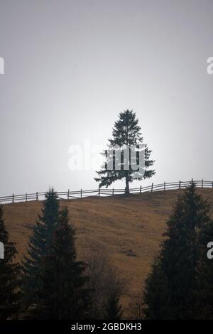 Eine einsame Kiefer steht auf einem Hügel am Anfang eines malerischen Herbsttales hoch in den Bergen. Altai, Sibirien, Russland. Stockfoto