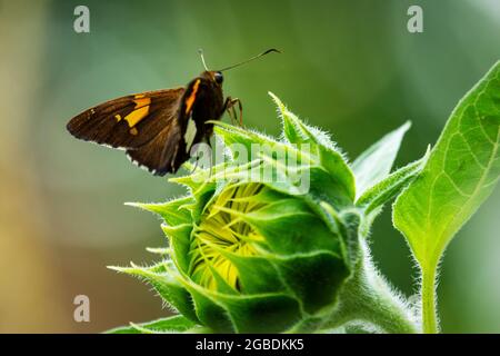 Ein silberfarbener Skipper landet auf einer ungeöffneten Sonnenblumenblüte in einem Garten im Hinterhof. Stockfoto