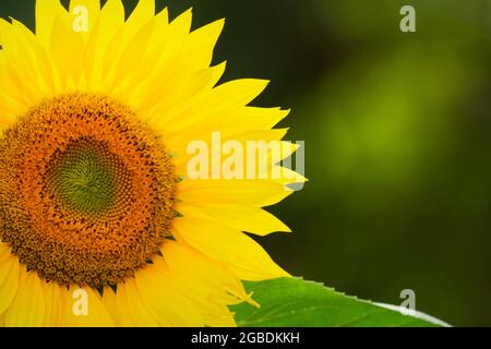 Blühende Sonnenblume auf der linken Seite des Fotos mit verschwommenem grünen Hintergrund. Platz auf der rechten Seite kopieren. Stockfoto