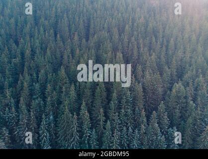 Luftaufnahme von Tannenwald. Winterwald und Straße von oben Stockfoto
