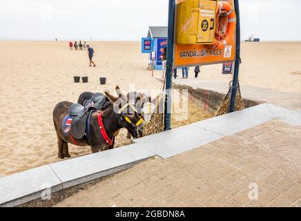 Great Yarmouth, Norfolk, Großbritannien – Juli 12 2021. Esel für Eselsfahrten am Strand beim Essen während der Wartezeit auf Kunden verwendet Stockfoto