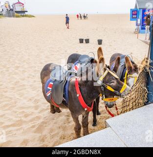 Great Yarmouth, Norfolk, Großbritannien – Juli 12 2021. Esel für Eselsfahrten am Strand beim Essen während der Wartezeit auf Kunden verwendet Stockfoto