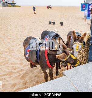 Great Yarmouth, Norfolk, Großbritannien – Juli 12 2021. Esel für Eselsfahrten am Strand beim Essen während der Wartezeit auf Kunden verwendet Stockfoto