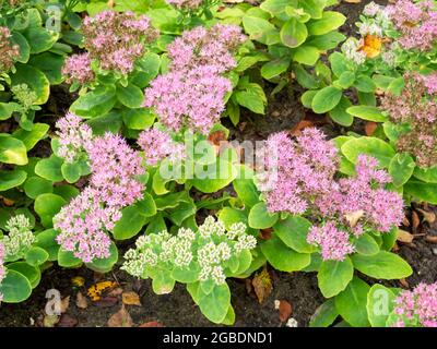 Rosafarbene Blüten und Knospen von auffälligen Steinkraupen oder Eispflanzen, Sedum spectabile oder Hylotephium spectabile im Herbst, Niederlande Stockfoto