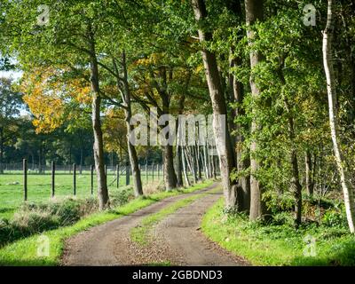 Unbefestigte Landstraße mit Eichen auf beiden Seiten in ländlicher Umgebung in der Nähe von Dwingelderveld, Drenthe, Niederlande Stockfoto