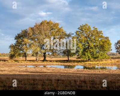 Eichen, Quercus robur, Herbst im Moorland des Naturreservats Takkenhoogte im Reest-Tal, Drenthe, Niederlande Stockfoto