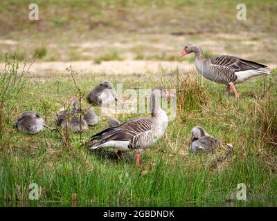 Graugans, Anser anser, Familie, Männchen und Weibchen mit jungen Gänsen im Frühjahr, Niederlande Stockfoto