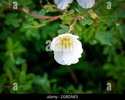 Strauchfinkchen, Dasiphora fruticosa syn Potentilla fruticosa Abbotswood, Nahaufnahme einer weißen Blume mit fünf Blütenblättern im Frühjahr, Niederlande Stockfoto