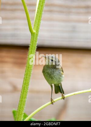 Chiffchaff, Phylloscopus collybita, Porträt eines Vogels, der im Garten auf einem Stängel thront, Niederlande Stockfoto