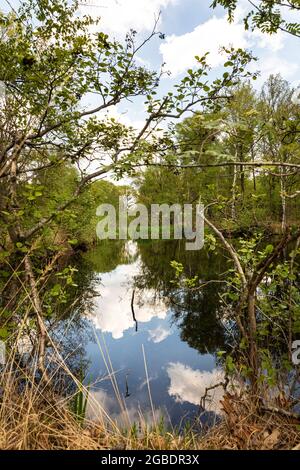 Torfgebiet De Peel, holländische Landschaft in den Niederlanden im Frühling mit schönen Reflexen im Wasser, grünem Gras, Bäumen und Grün o Stockfoto