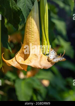 Engelsblume mit einem weißen Pfauenschmetterling Stockfoto