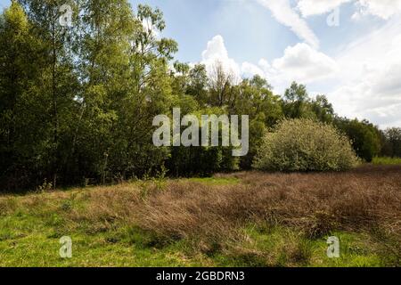 Moorland auf Torfgebiet De Peel Niederländische Landschaft in den Niederlanden im Frühling mit schönem grünen Gras, Heidekraut, Bäumen und Grün auf einem bewölkten d Stockfoto