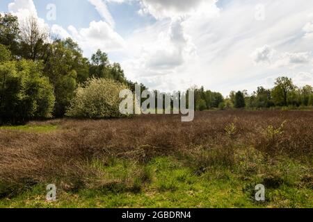 Moorland auf Torfgebiet De Peel, niederländische Landschaft in den Niederlanden im Frühjahr mit schönen grünen Gras, Heidekraut, Bäumen und Grün auf einem bewölkten Stockfoto