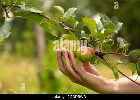 Weibliche Hand pflücken einen reifen frischen Apfel von einem Apfelbaum genießen ihren gesunden veganen Lebensstil, während sie von Grün und Bäumen in der Natur o umgeben Stockfoto