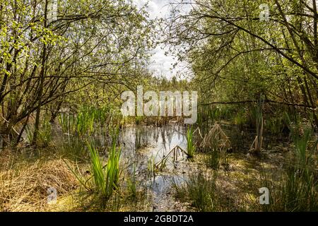 Torfgebiet De Peel, niederländische Landschaft in den Niederlanden im Frühling mit Wasser, grünem Gras, Bäumen und Grün an einem bewölkten Tag schaffen eine Minute Stockfoto