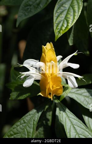 Goldene Garnelenpflanze im Botanischen Garten in Ft. Collins. Stockfoto