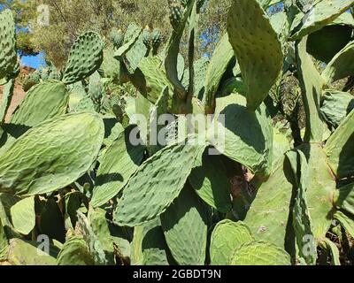 Mehrere Kakteen wachsen in einem Land mit einem heißen Klima. Schöne, große und dornige Pflanzen. Stockfoto